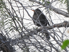 Turdus chiguanco