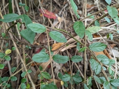 Viburnum luzonicum