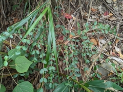 Viburnum luzonicum