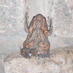 Uperodon taprobanicus