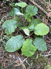 Brachyglottis repanda