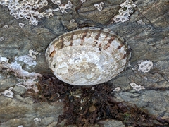 Cellana radians