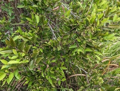 Glochidion rubrum