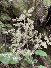 Brachyglottis repanda