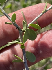Schaefferia cuneifolia