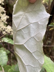 Brachyglottis repanda