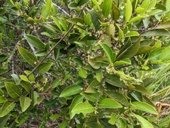 Glochidion rubrum