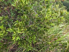 Glochidion rubrum