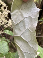 Brachyglottis repanda