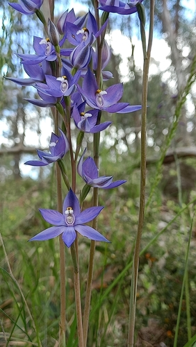 Image of Thelymitra megacalyptra by (c) Matthew Lincoln, some rights reserved (CC BY)