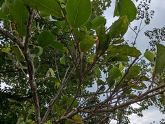Glochidion rubrum