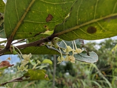 Glochidion rubrum