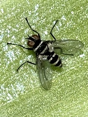 Trigonospila