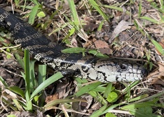 Cyclodomorphus gerrardii