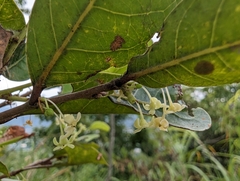 Glochidion rubrum