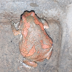 Uperodon taprobanicus