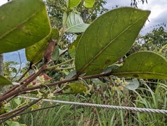 Glochidion rubrum