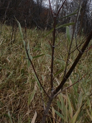 Acer negundo