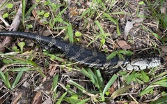 Cyclodomorphus gerrardii