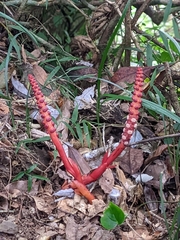Balanophora laxiflora