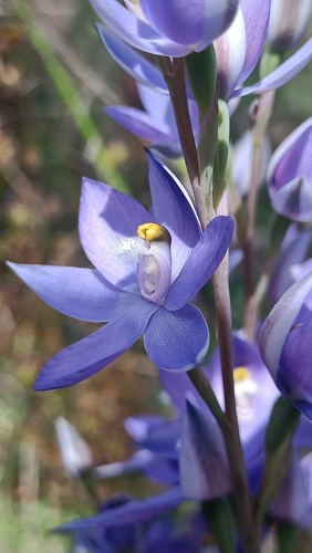 Image of Thelymitra megacalyptra by (c) Matthew Lincoln, some rights reserved (CC BY)