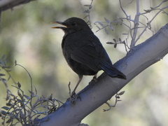 Turdus chiguanco
