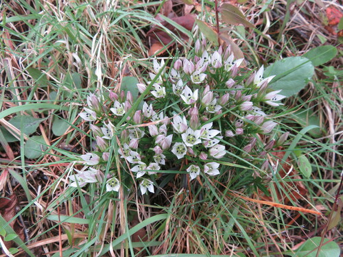 Image of Swertia japonica by (c) Timur Kalininsky, some rights reserved (CC BY)