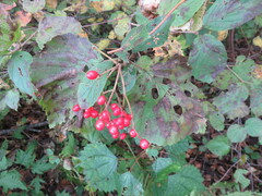 Viburnum
