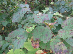 Viburnum