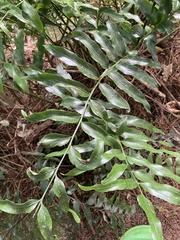 Asplenium oblongifolium