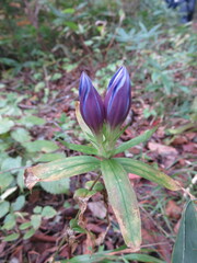 Gentiana scabra