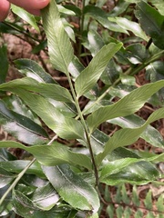Asplenium oblongifolium