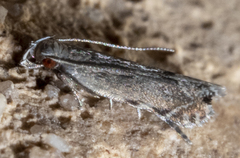 Battaristis concinnusella