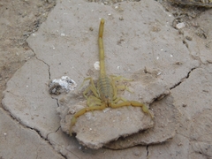 Centruroides sculpturatus