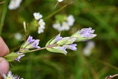 Gentianaceae
