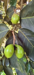 Mangifera indica