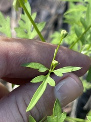 Coreocarpus parthenioides