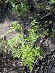Coreocarpus parthenioides