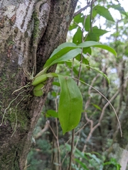 Liparis elliptica