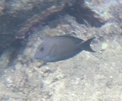 Ctenochaetus striatus