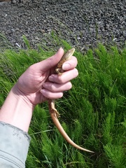 Elgaria multicarinata scincicauda