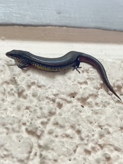Subdoluseps bowringii