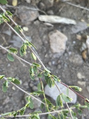 Euphorbia magdalenae