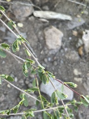 Euphorbia magdalenae