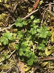 Hydrocotyle foveolata