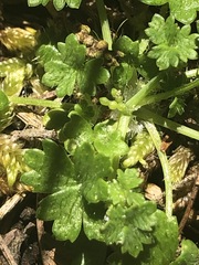 Hydrocotyle foveolata