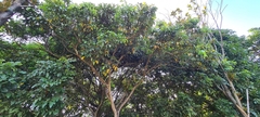 Dimocarpus longan