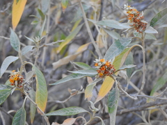 Buddleja tucumanensis