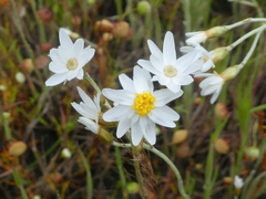 Rhodanthe anthemoides