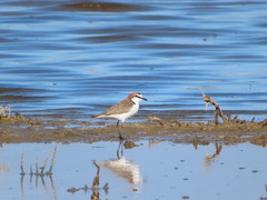Charadrius ruficapillus